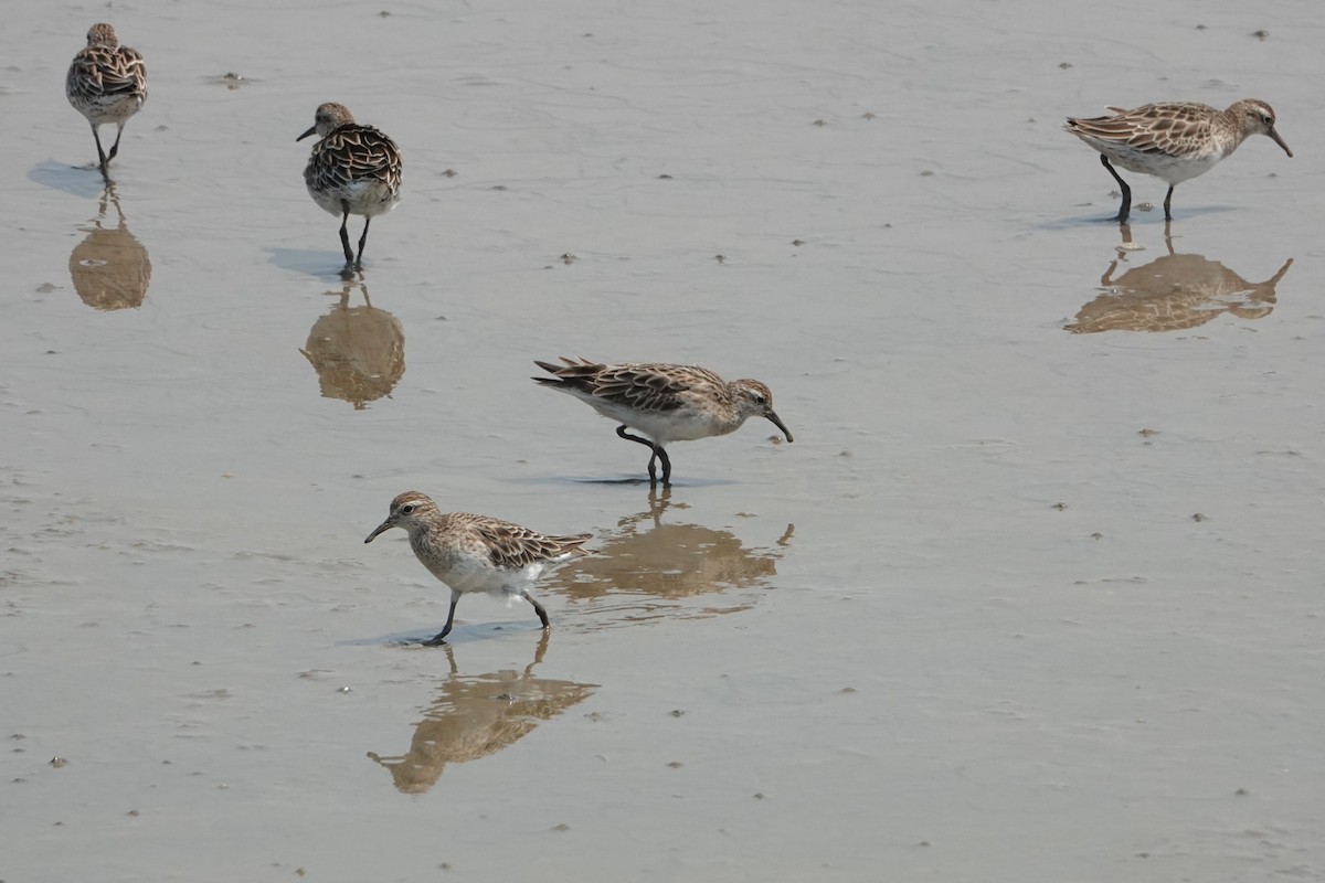 Sharp-tailed Sandpiper - ML646438259