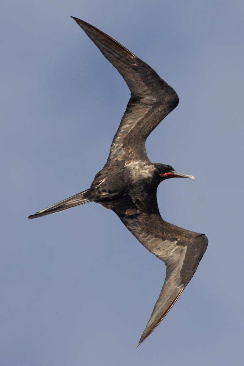 פריגט גדול - ML646438260