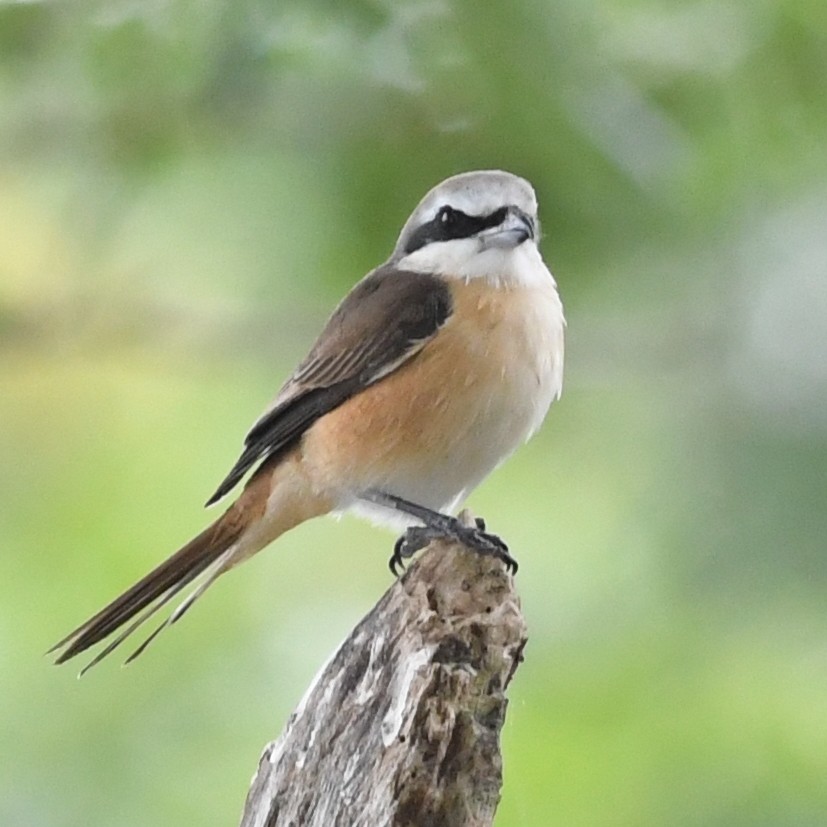 Brown Shrike - ML646438261