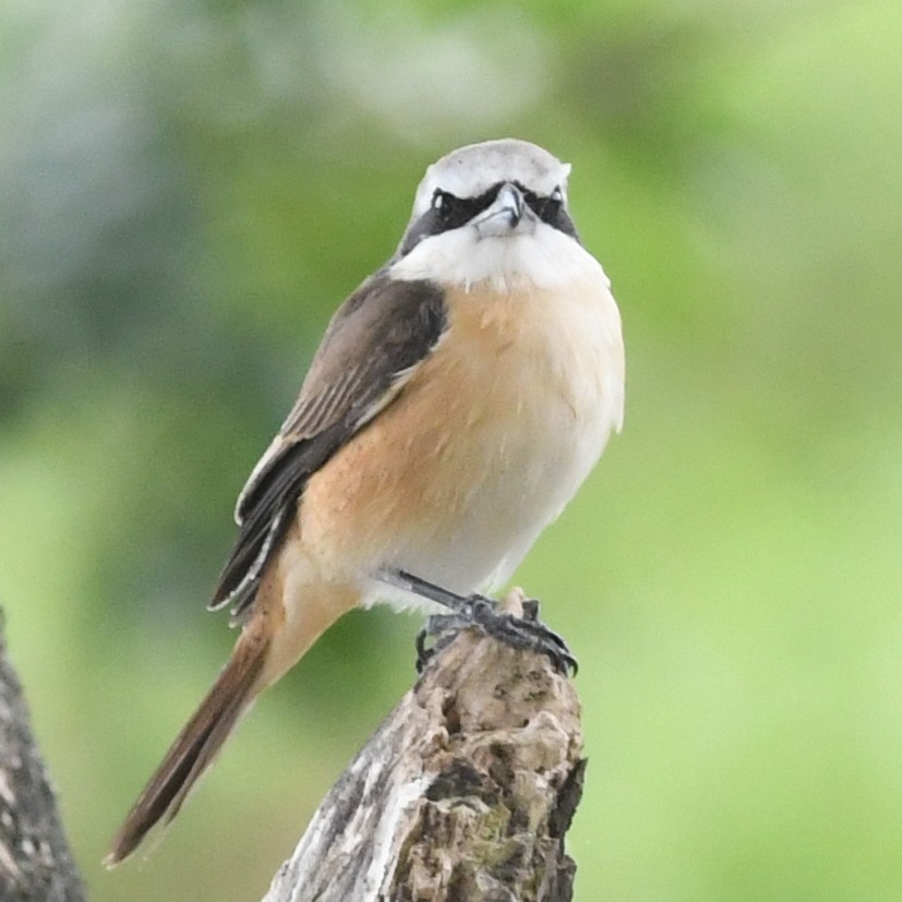 Brown Shrike - ML646438262