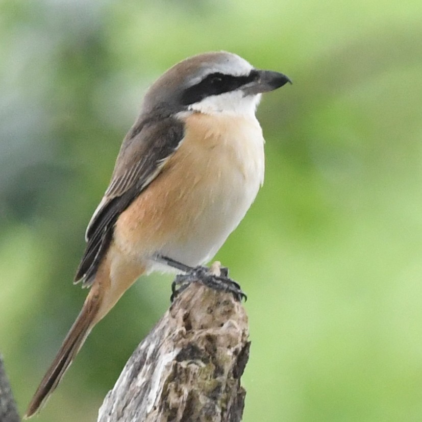 Brown Shrike - ML646438263