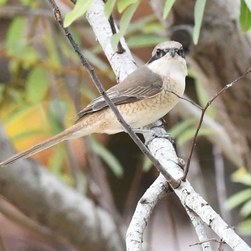 Brown Shrike - ML646438264