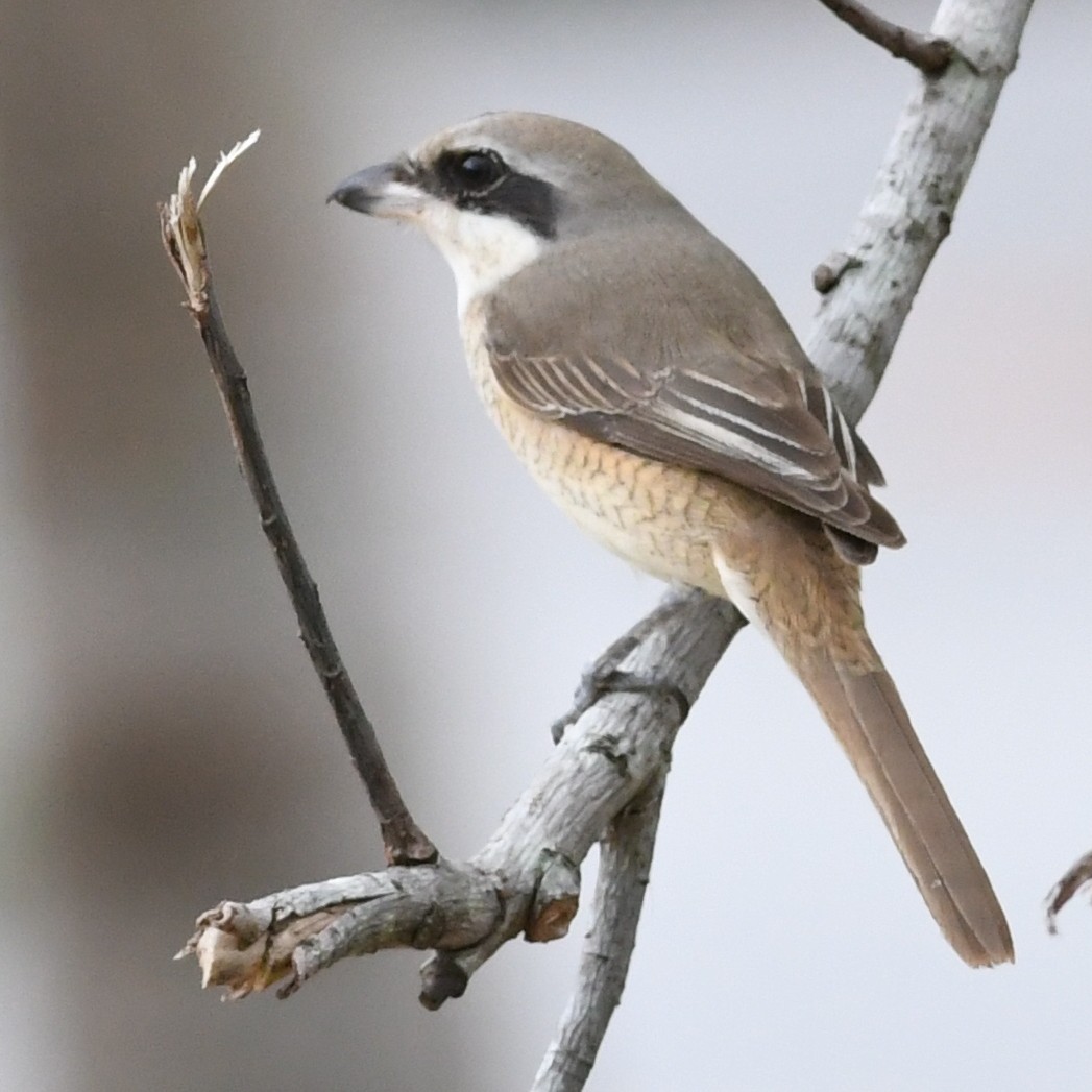 Brown Shrike - ML646438265