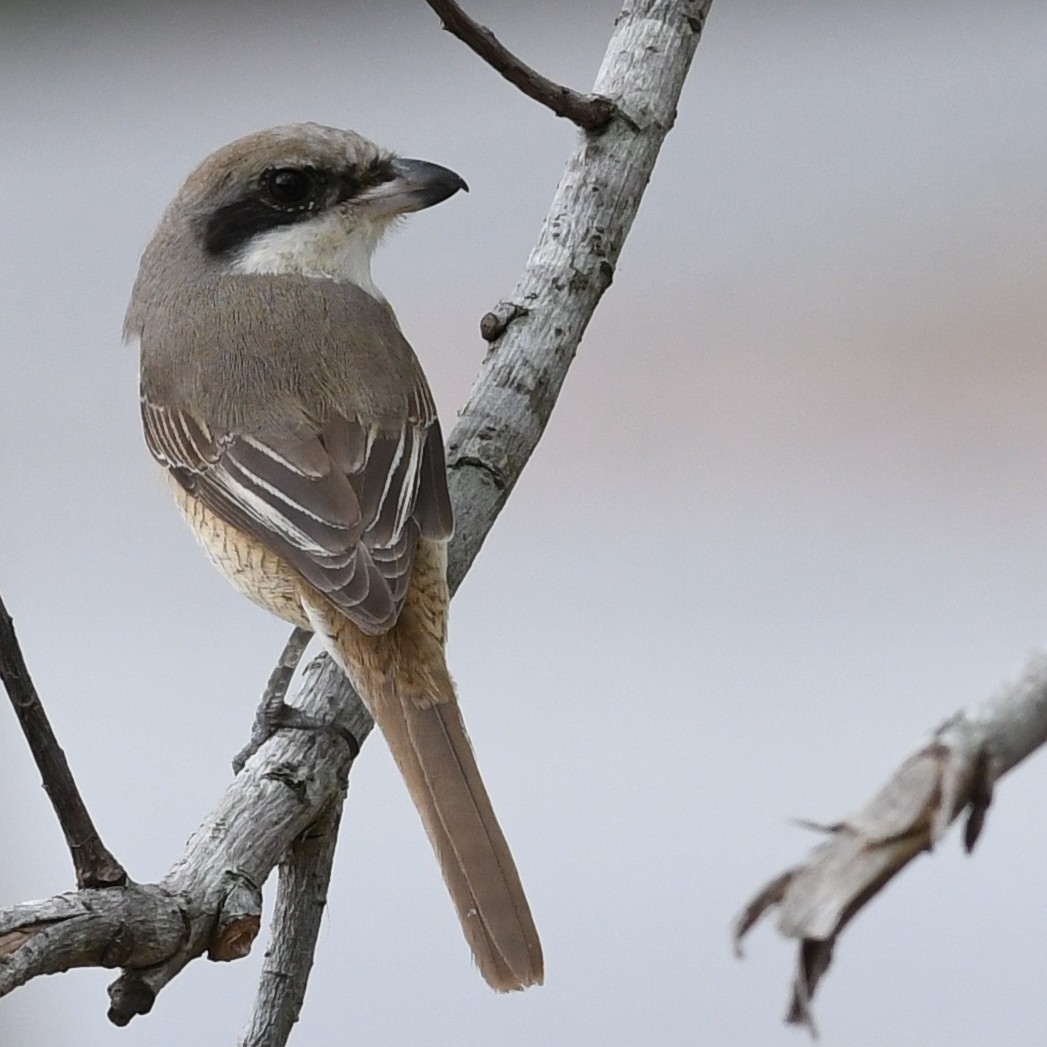 Brown Shrike - ML646438266