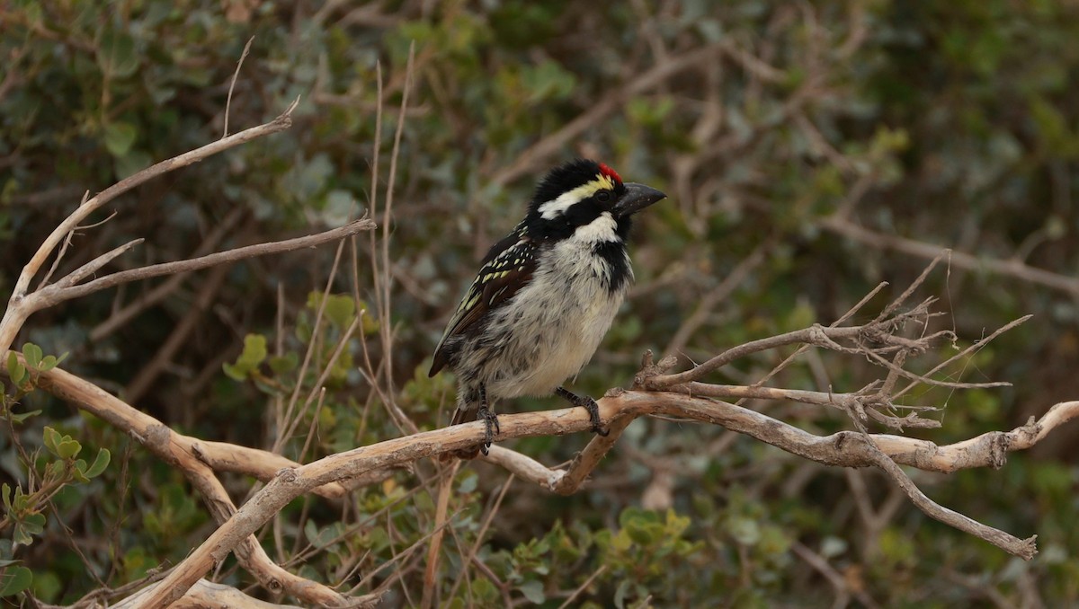 Serçe Barbeti - ML646438267