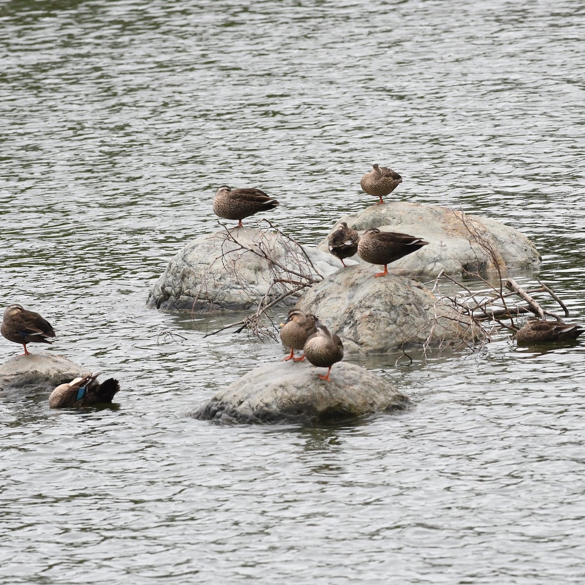 Eastern Spot-billed Duck - ML646438268