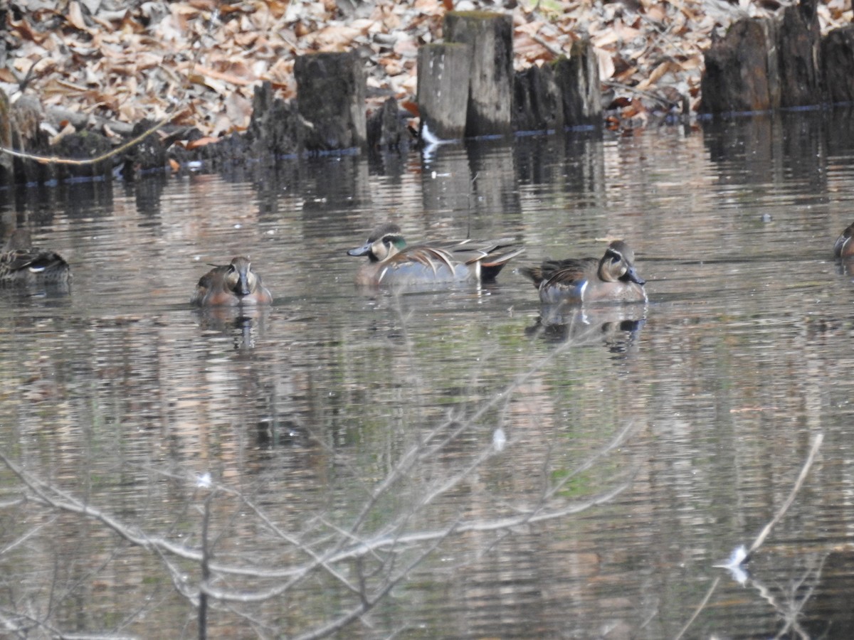 Baikal Teal - ML646438270