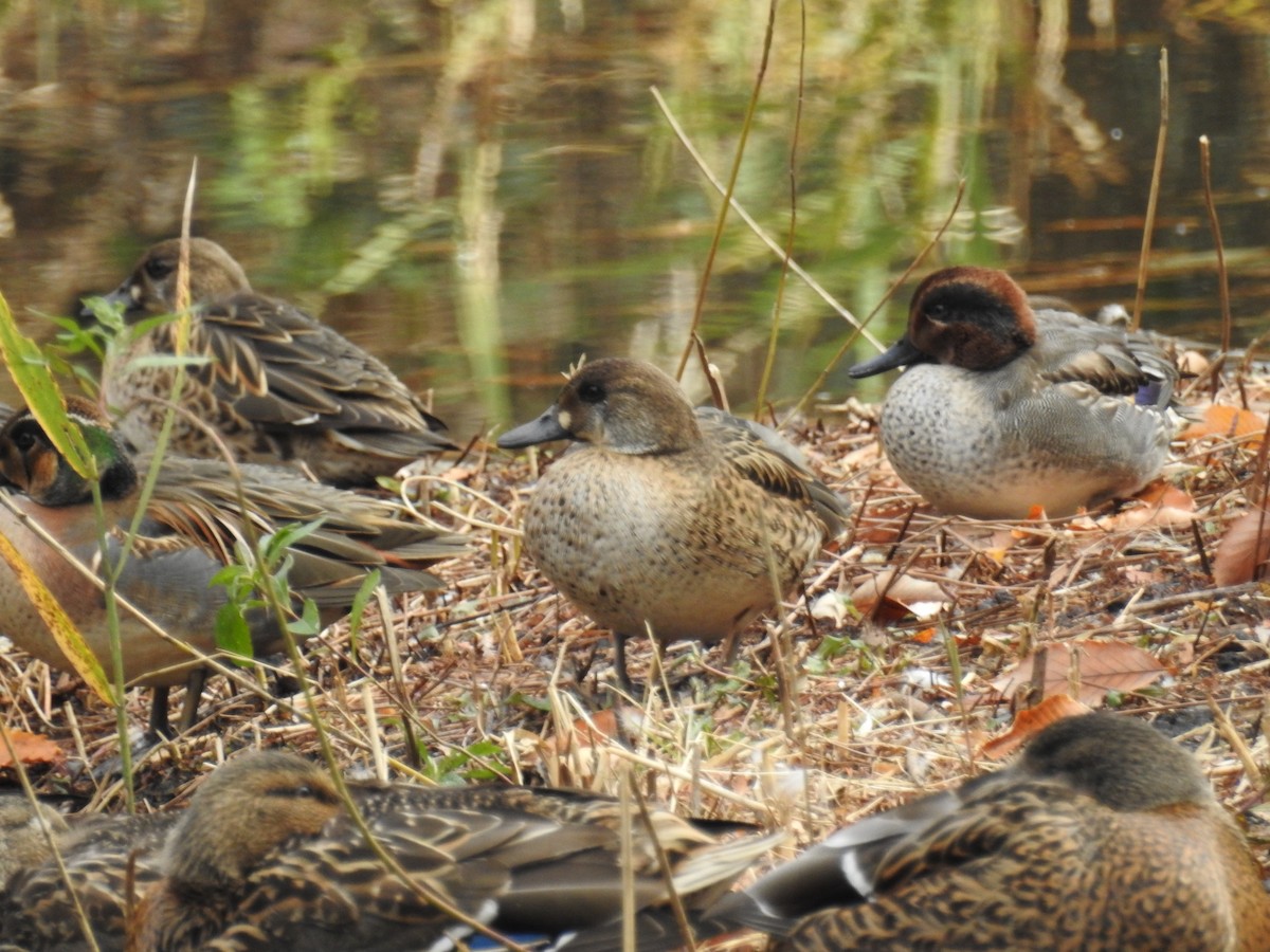Baikal Teal - ML646438271