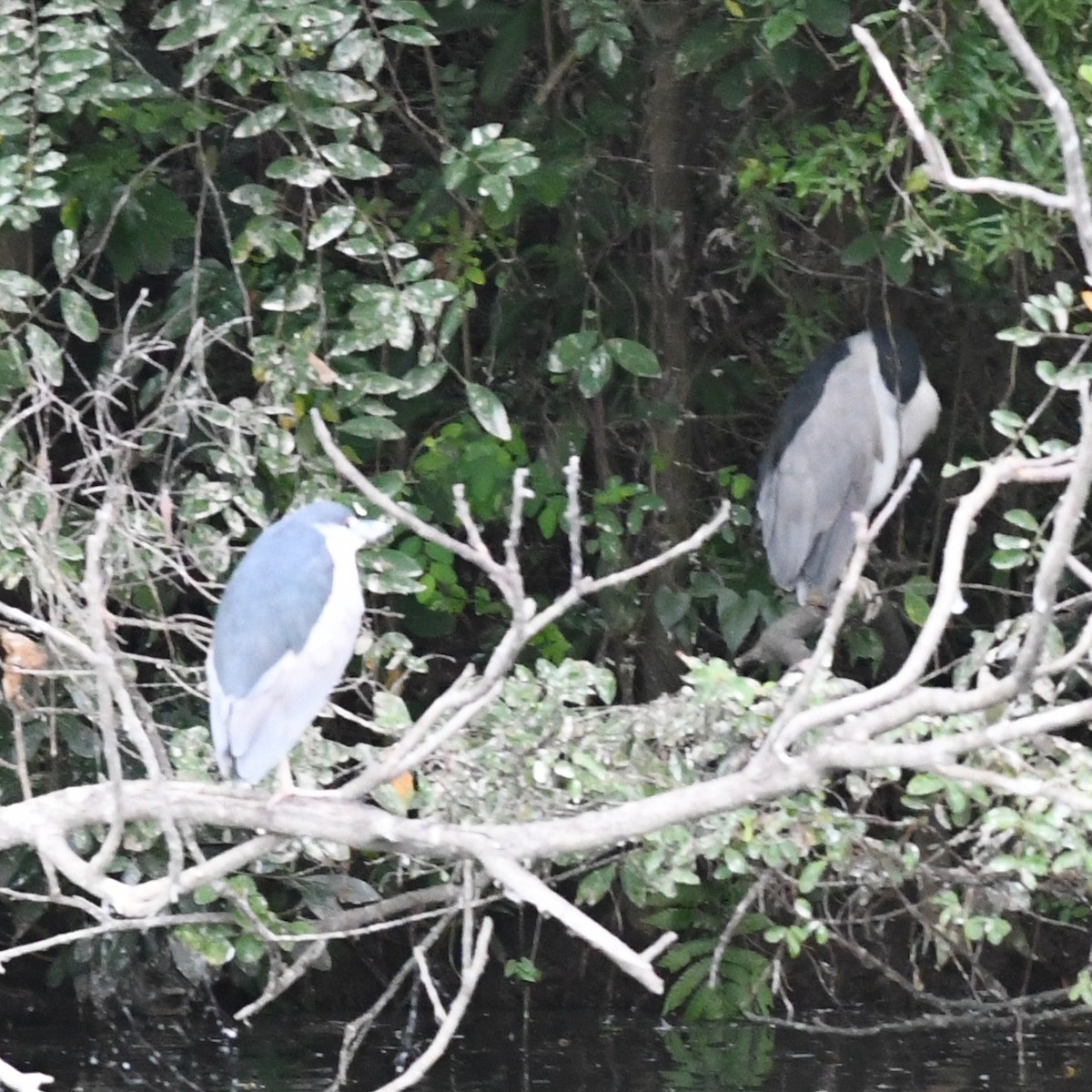 Black-crowned Night Heron - ML646438272