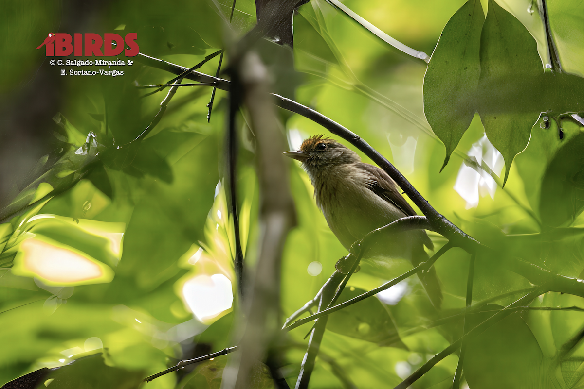 Ochre-crowned Greenlet - ML646438273