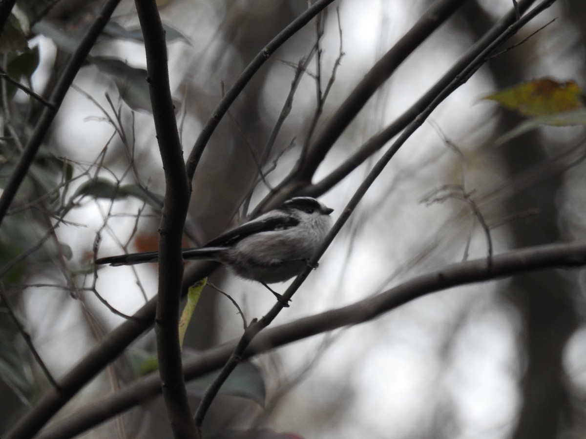 Long-tailed Tit - ML646438276