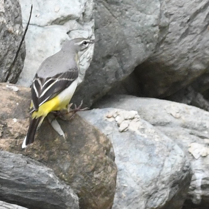 Gray Wagtail - ML646438277