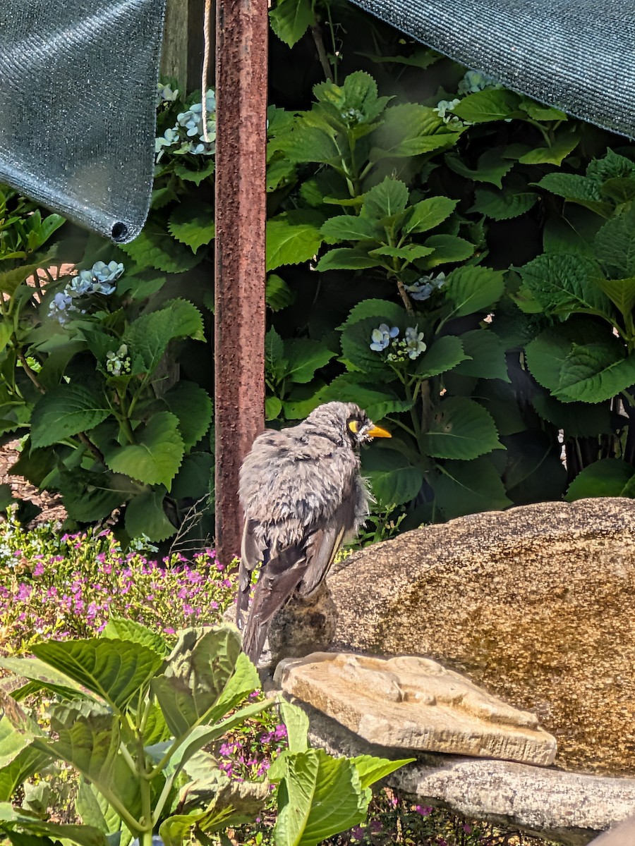 Noisy Miner - ML646438278