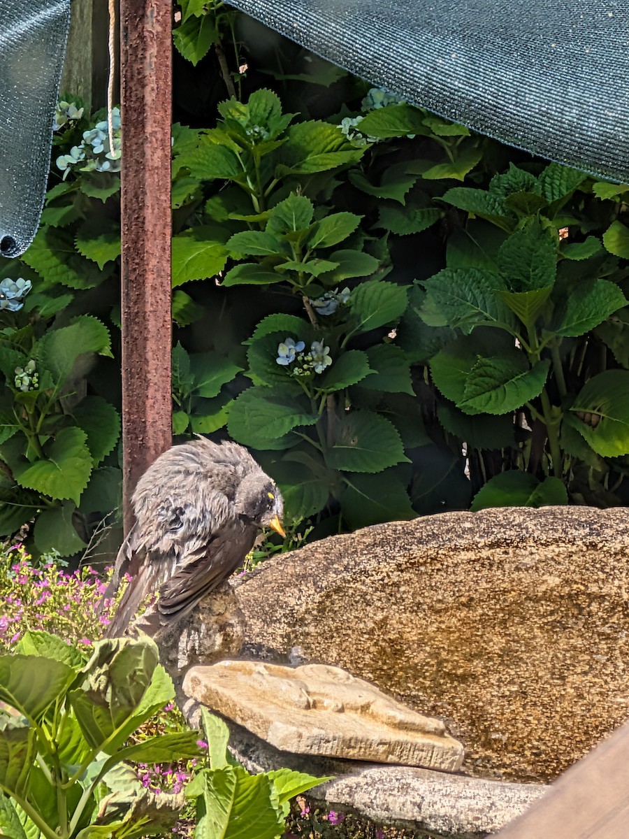 Noisy Miner - ML646438279