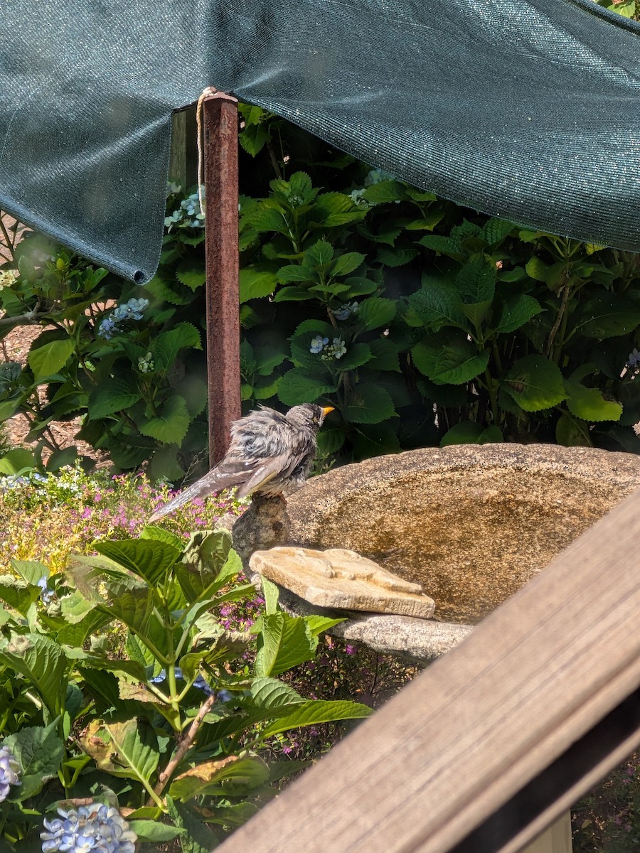 Noisy Miner - ML646438280