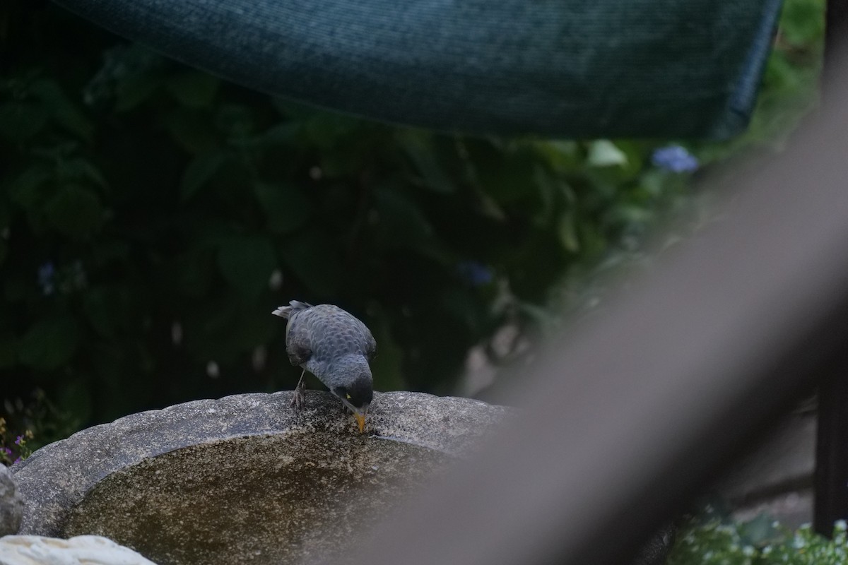 Noisy Miner - ML646438281