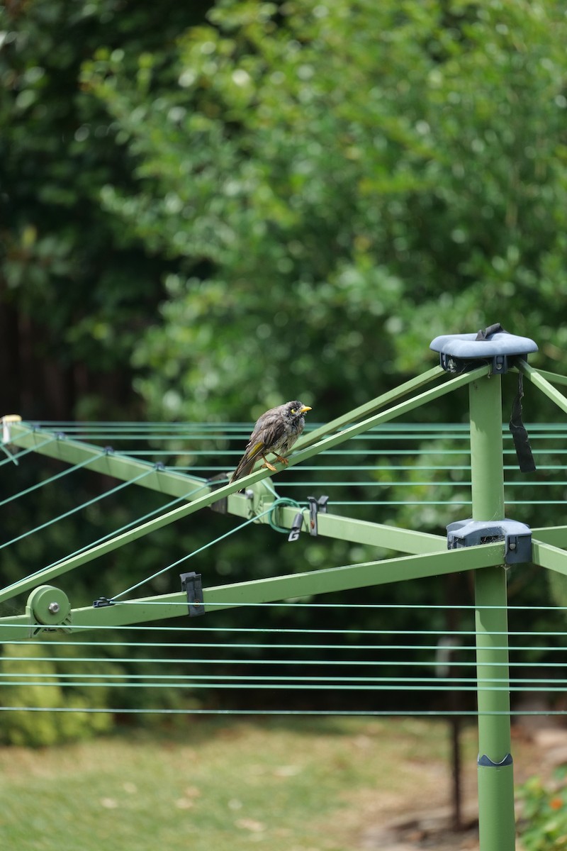 Noisy Miner - ML646438282