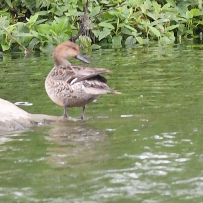 Northern Pintail - ML646438284