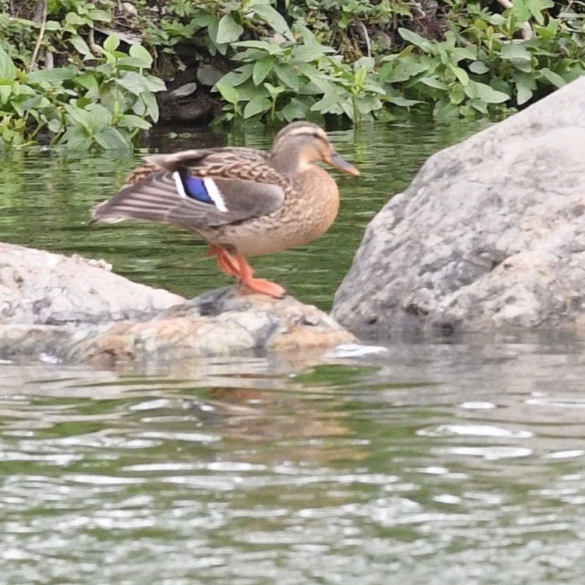 Garganey - ML646438286