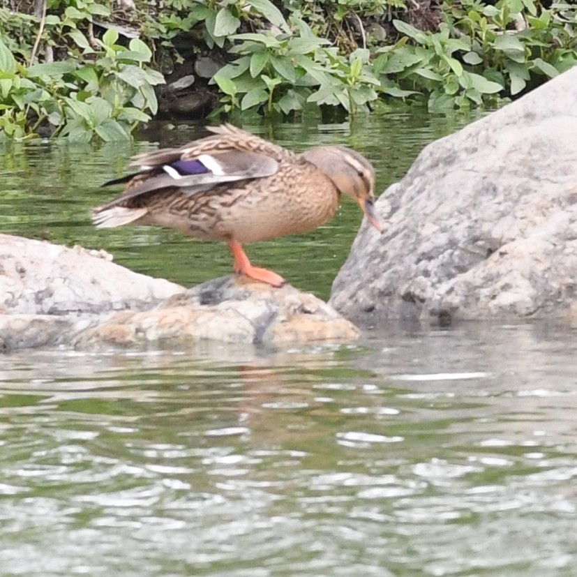 Garganey - ML646438287