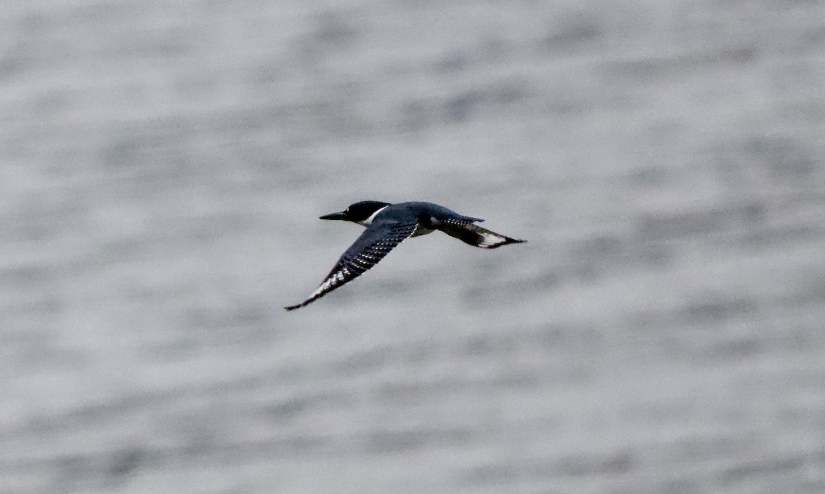 Belted Kingfisher - ML646438289