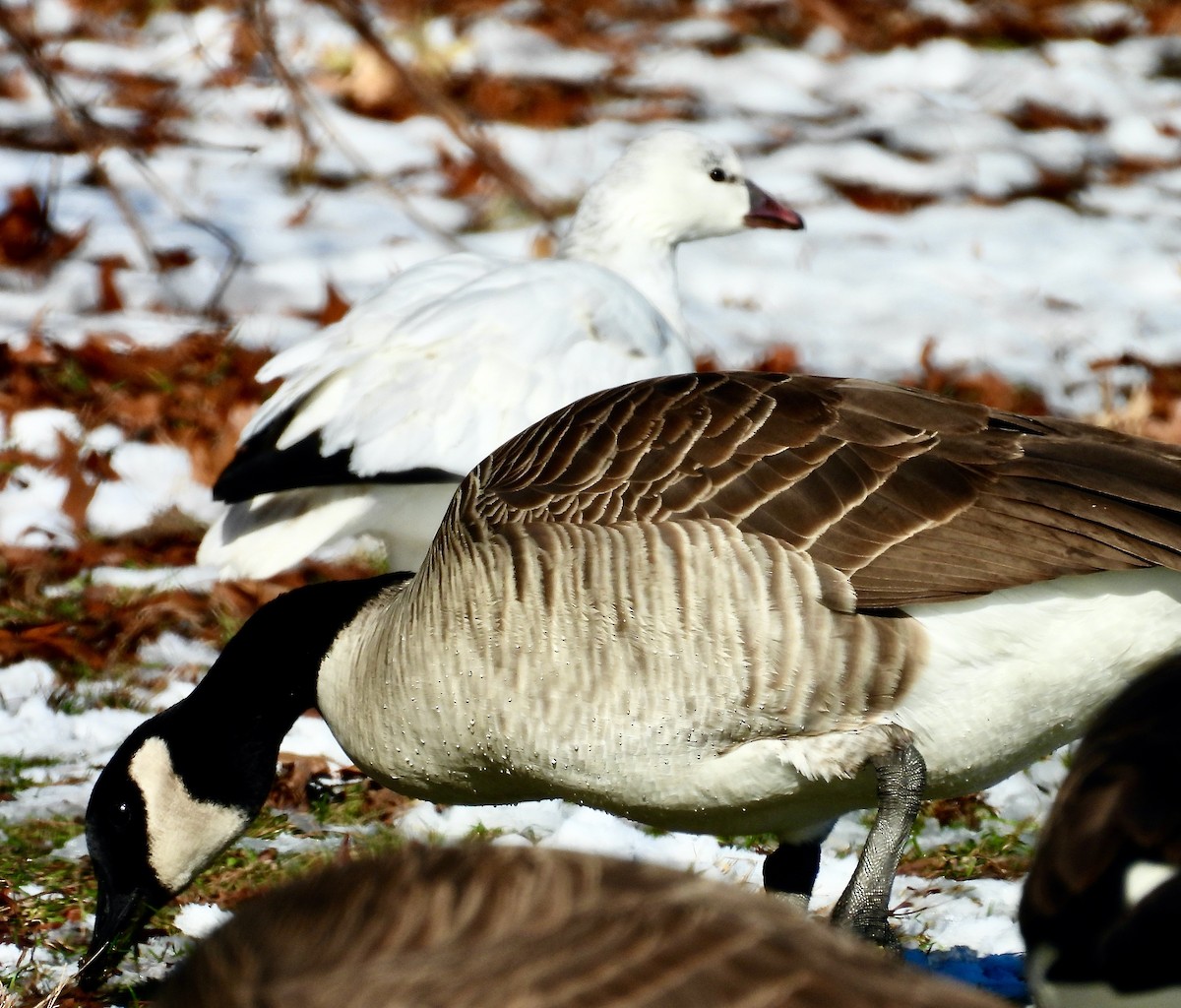 husa bělostná - ML646438290