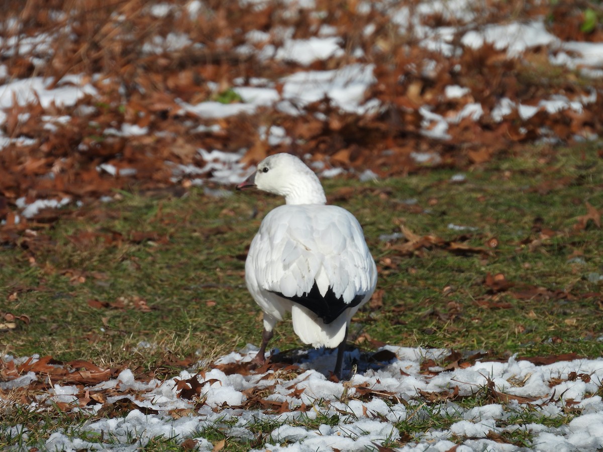 husa bělostná - ML646438292