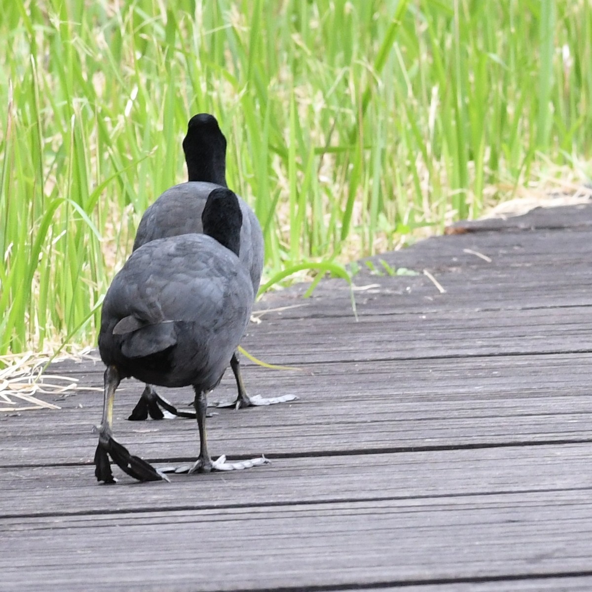 Eurasian Coot - ML646438293