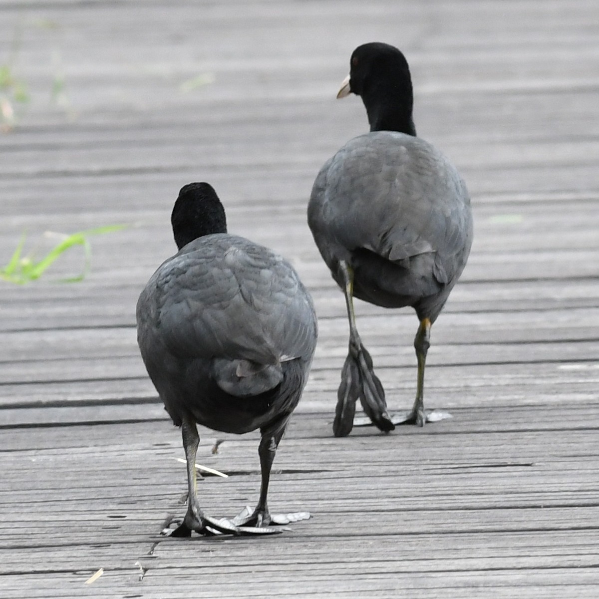 Eurasian Coot - ML646438294