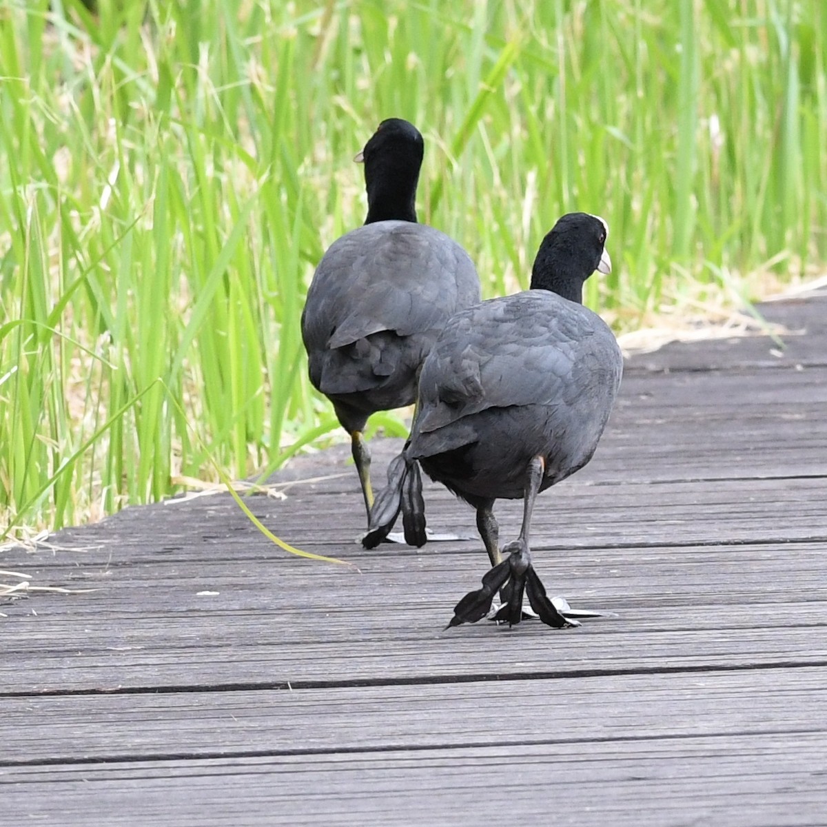 Eurasian Coot - ML646438295