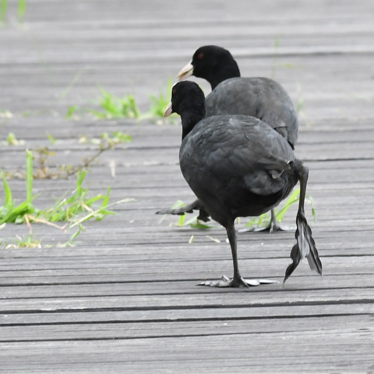 Eurasian Coot - ML646438296
