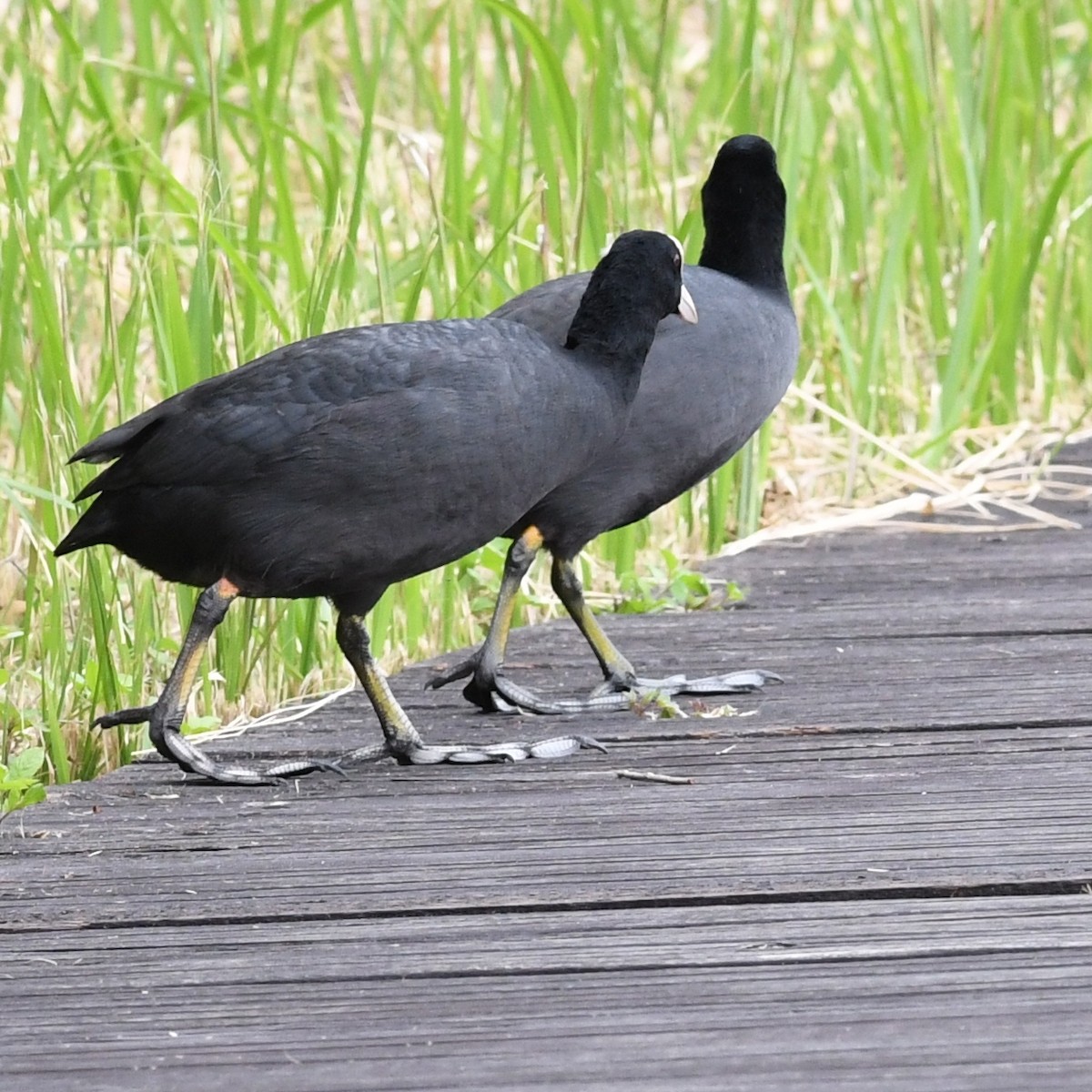 Eurasian Coot - ML646438297