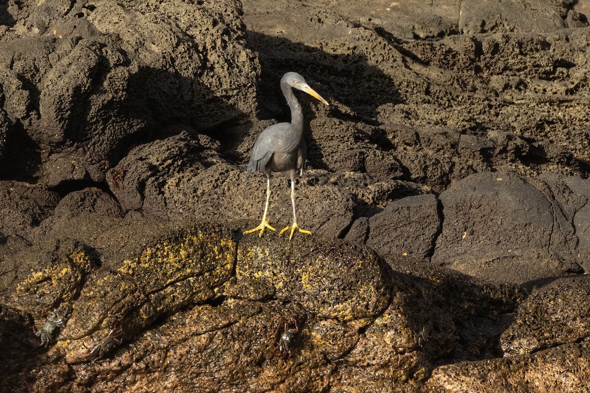 Pasifik Kıyı Balıkçılı - ML646438298