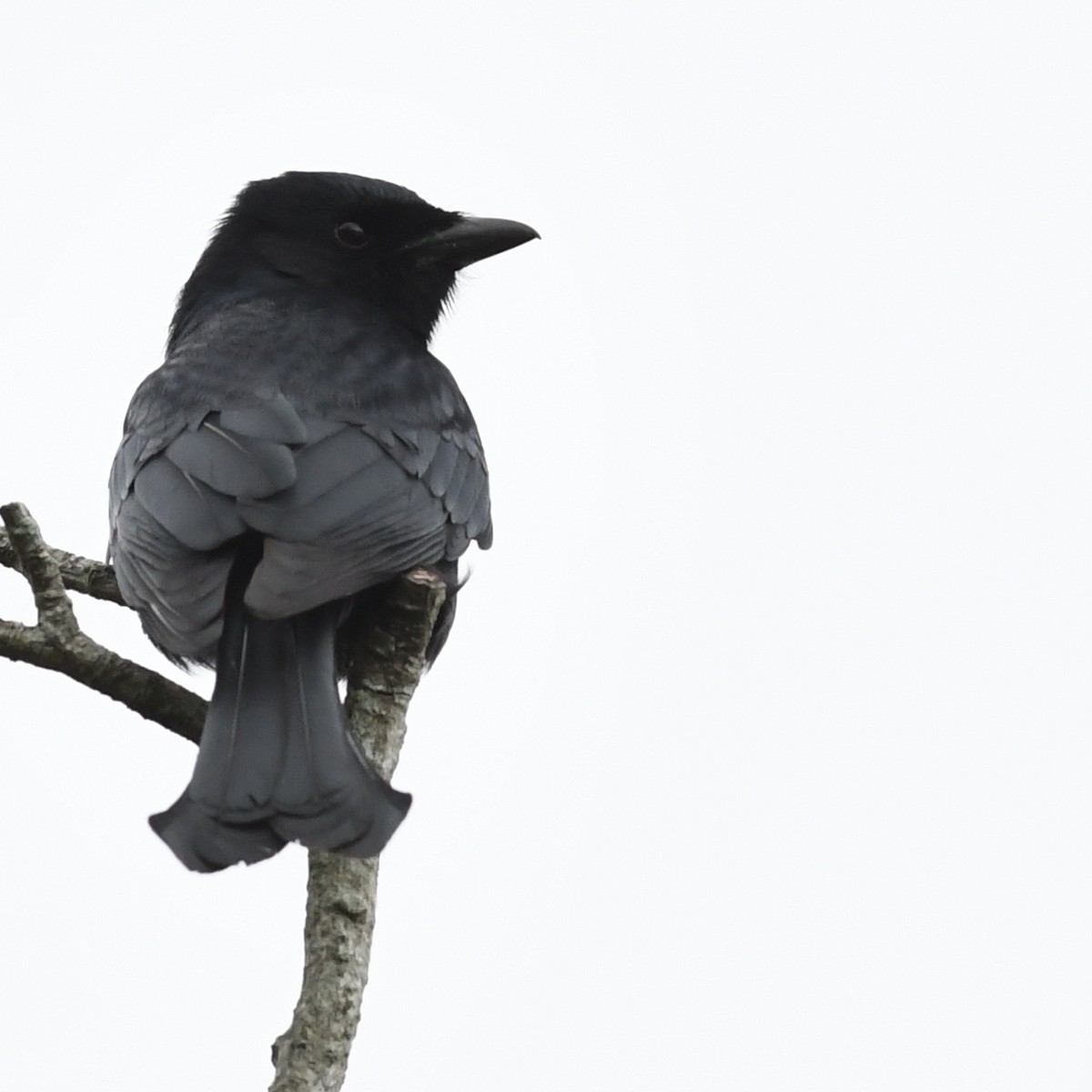 Black Drongo - ML646438299