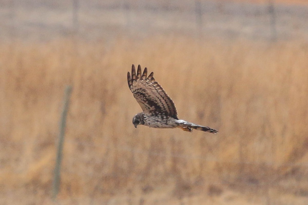 Black Harrier - ML646438306