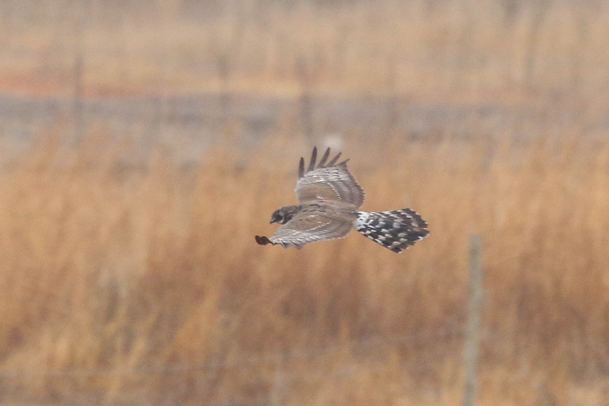 Black Harrier - ML646438307
