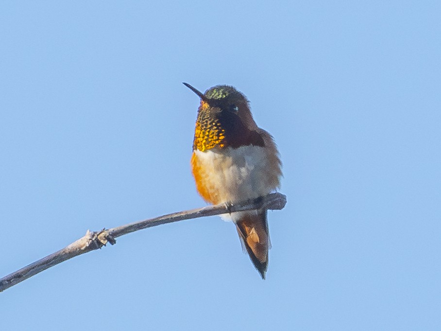 Allen's Hummingbird - ML646438308