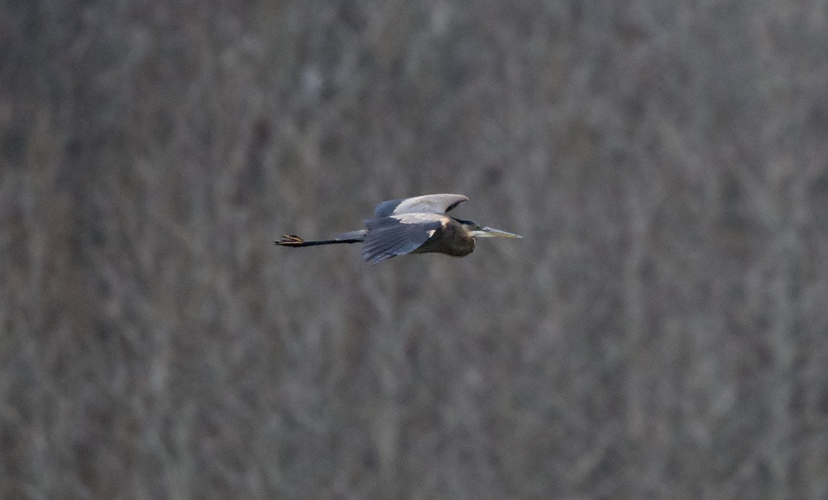 אנפה אמריקנית - ML646438309