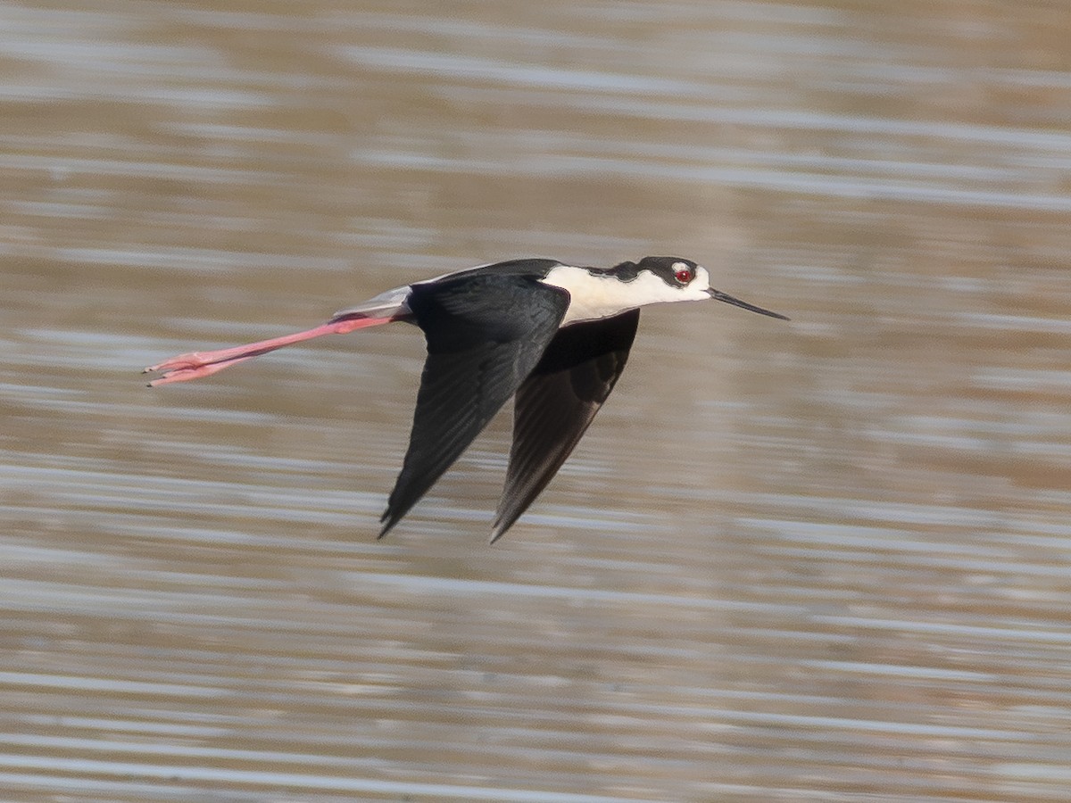 Black-necked Stilt - ML646438310