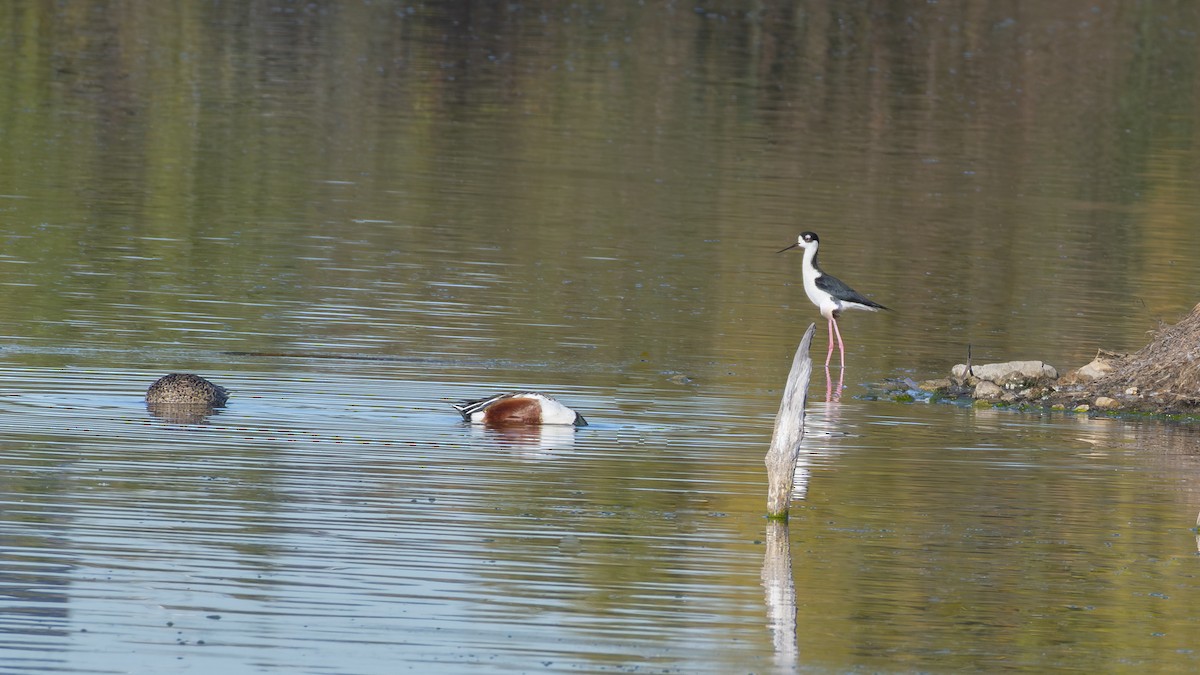 Black-necked Stilt - ML646438311