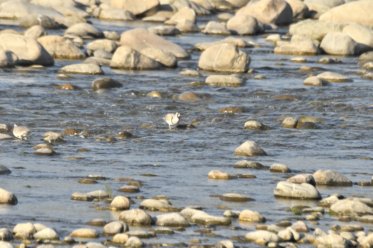 Ibisbill - ML646438312