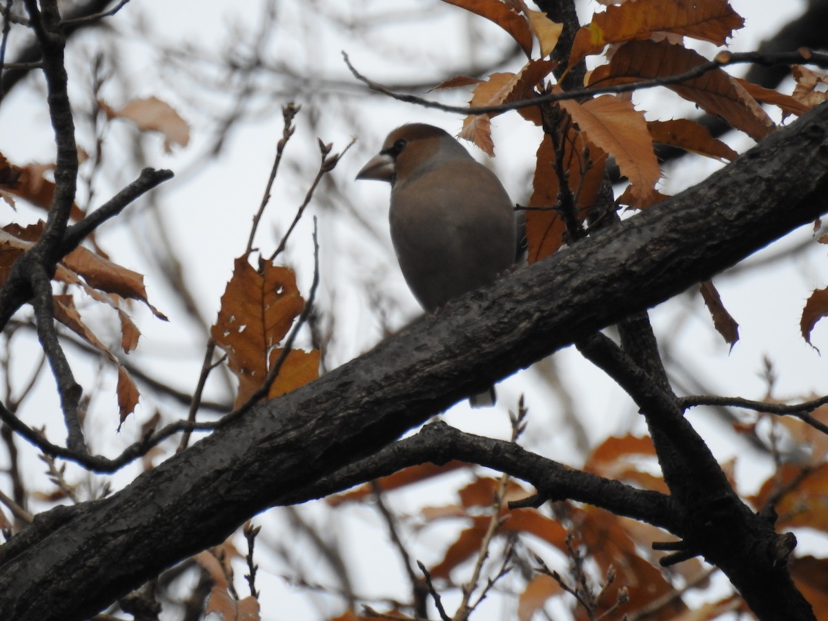 פצחן - ML646438314