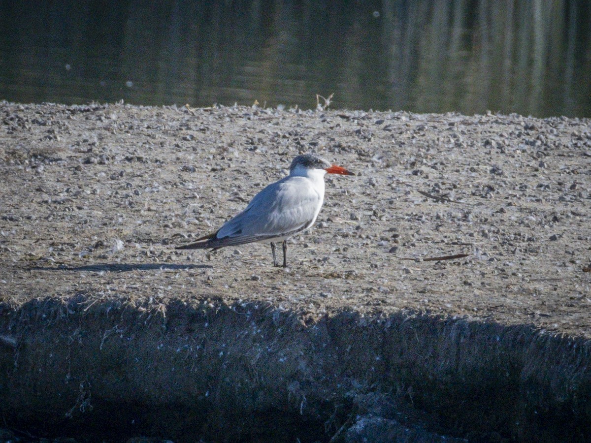 שחפית כספית - ML646438315