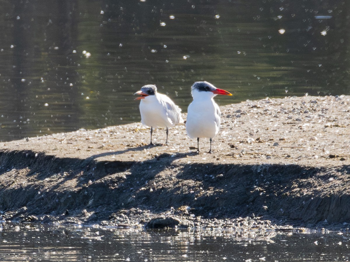 שחפית כספית - ML646438316