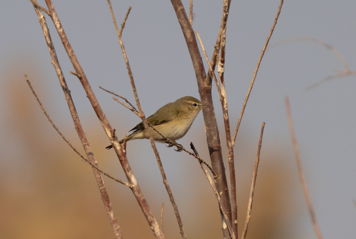עלווית חורף - ML646438317