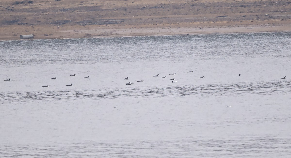 צוללן צפוני - ML646438318