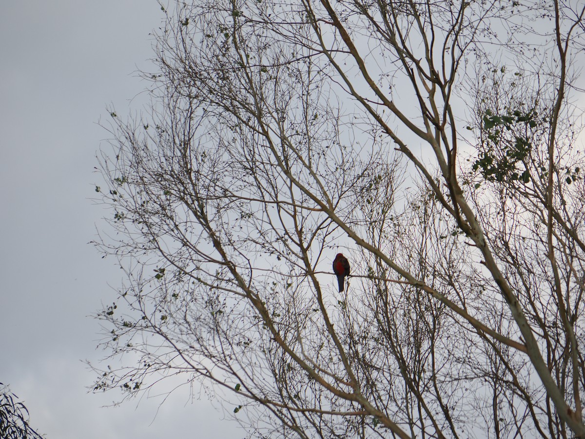Crimson Rosella - ML646438319