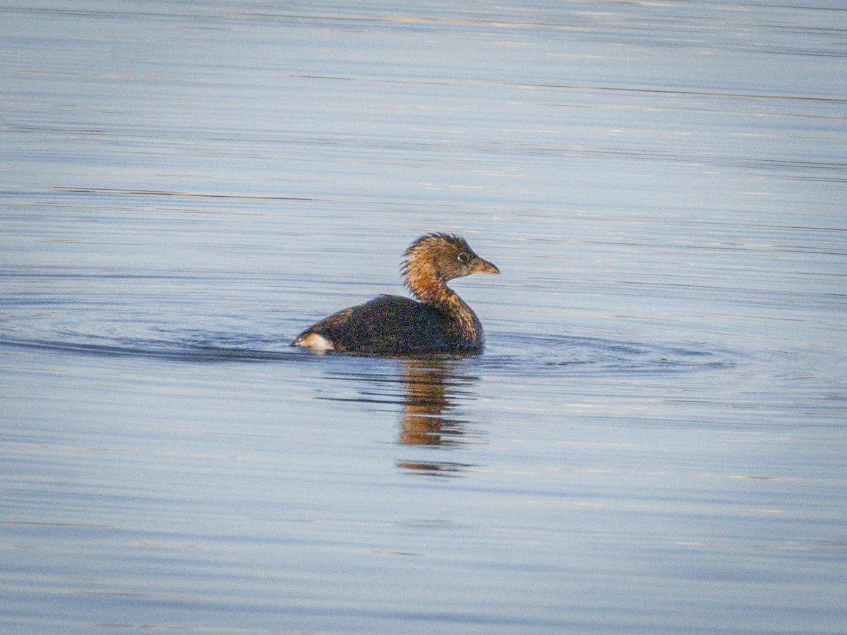 טבלן עקוד-מקור - ML646438320