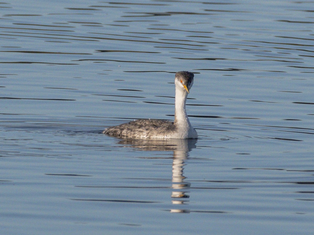 Western Grebe - ML646438321