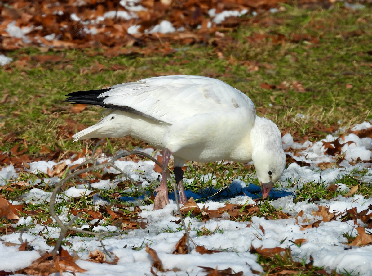 אווז קנדי - ML646438322